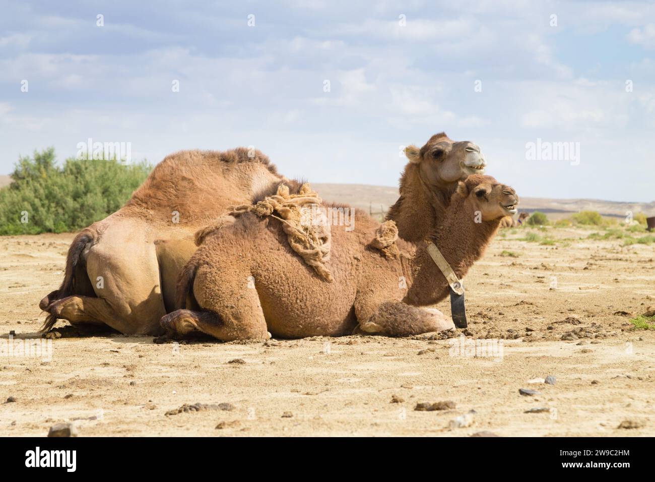 Kamelzucht in Senek, Mangystau, Kasachstan. Tierhintergrund Stockfoto