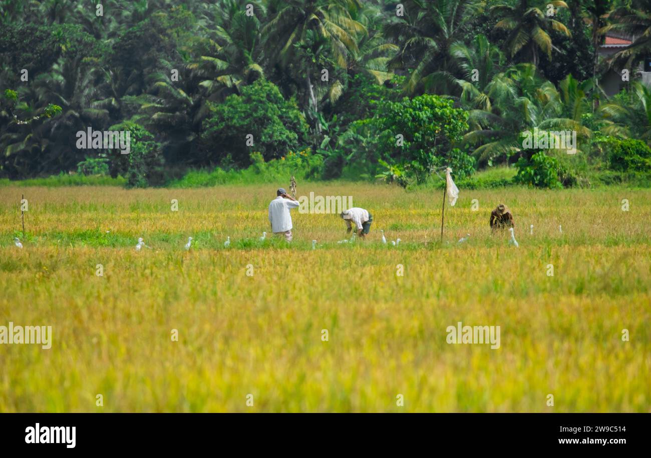 Einige unbekannte Männer arbeiten auf einem Reisfeld in sri lanka Stockfoto