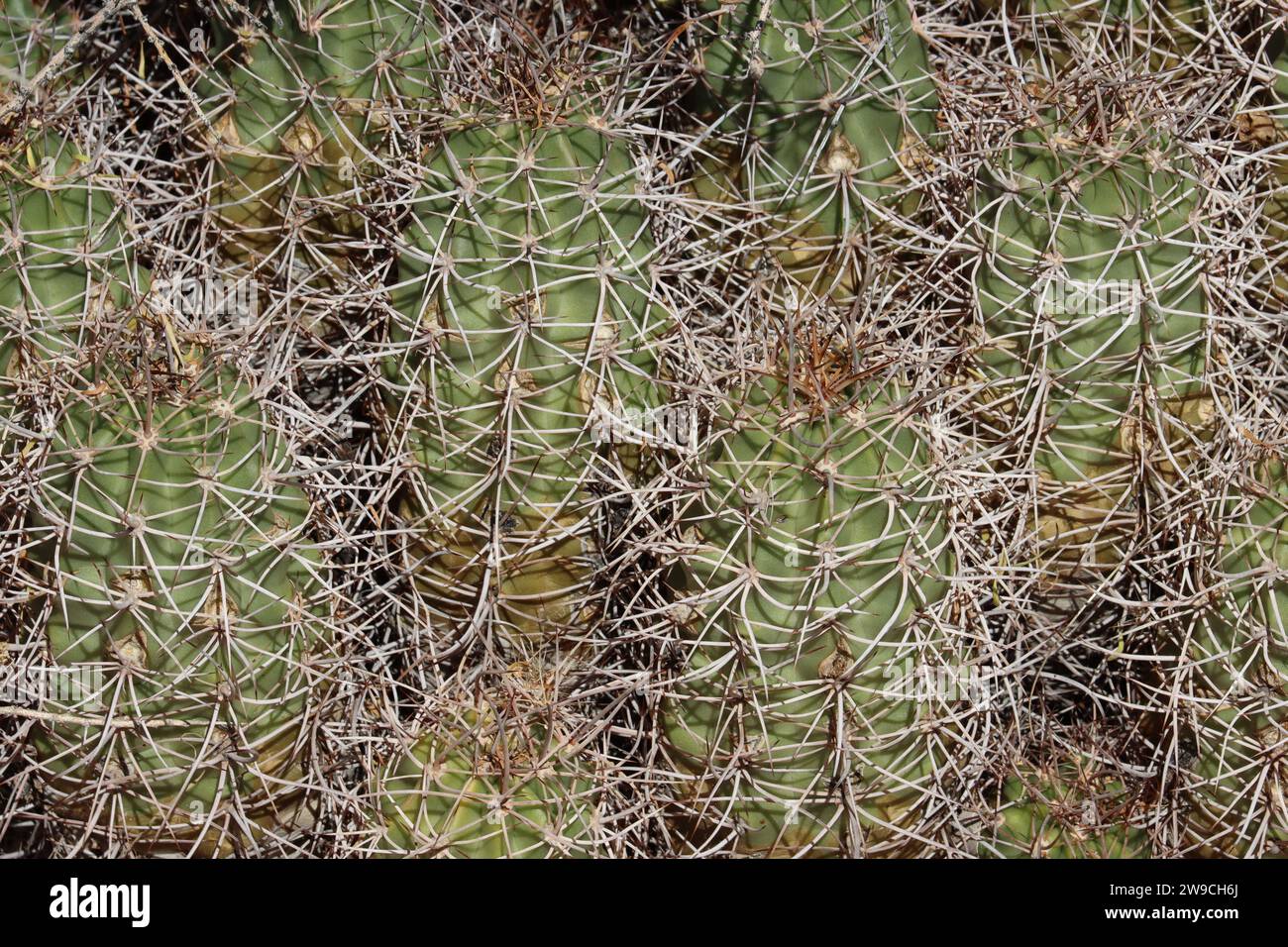 Mohave Mound Cactus, Echinocereus Mojavensis, ein Einheimischer mit gekrümmten Stacheln aus Nonglochidiatareolen, Herbst in den Little San Bernardino Mountains. Stockfoto
