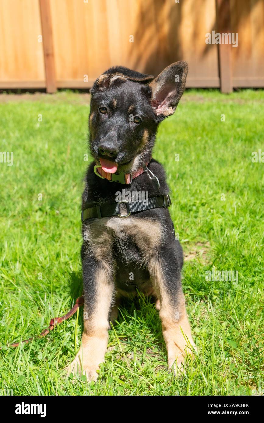Junge Schäferhund-Welpe üben Sitzen und Kopf neigen, ihre Zunge mit einem schlaffen Ohr herausstechen. Stockfoto
