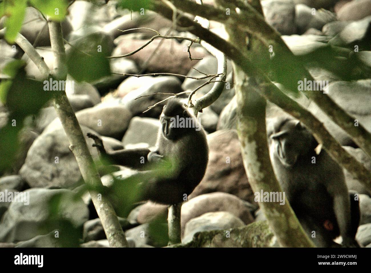 Sulawesi-Schwarzkammermakaken (Macaca nigra) werden vor einem Hintergrund eines felsigen Strandes im Tangkoko Nature Reserve, Nord-Sulawesi, Indonesien, fotografiert. Seit mindestens 1997 untersuchen Wissenschaftler die möglichen Auswirkungen des Klimawandels auf Primaten der Welt. Ein artikel der International Union for Conservation of Nature (IUCN) vom 19. Dezember 2023 bestätigte, dass steigende Temperaturen unter anderem zu ökologischen, verhaltensbezogenen und physiologischen Veränderungen der Tierarten und der Artenvielfalt geführt haben. „Zusätzlich zu erhöhten Krankheitsraten und degradierten Lebensräumen ist der Klimawandel... Stockfoto