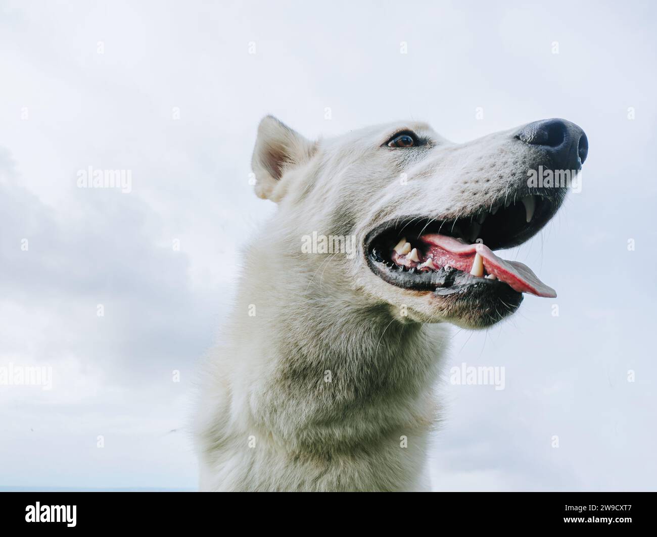 Weißer Schäferhund oder Kanaan oder gemischter sibirischer Husky-Hund vor dem bewölkten Himmel Stockfoto