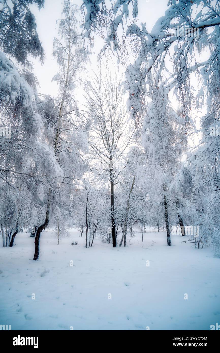 Wunderschöne Winterlandschaft mit Bäumen bedeckt mit Raureif und Schnee. Weicher Filter auf dem Bild Stockfoto