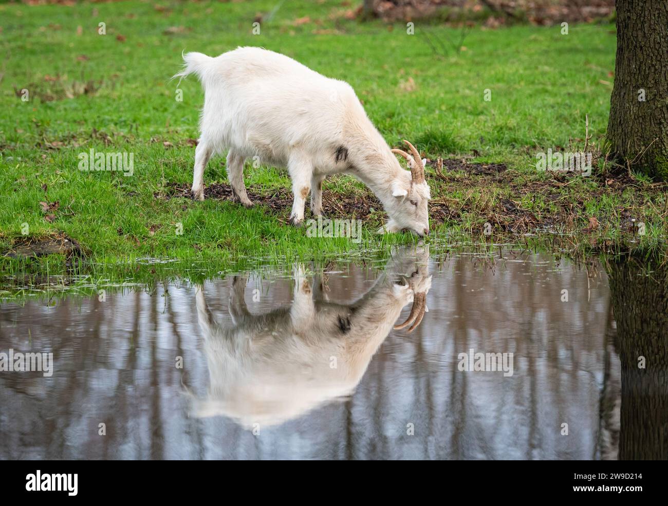 Weiße Ziege reflektiert in der Pfütze und trinkt aus dem Wasser. Stockfoto