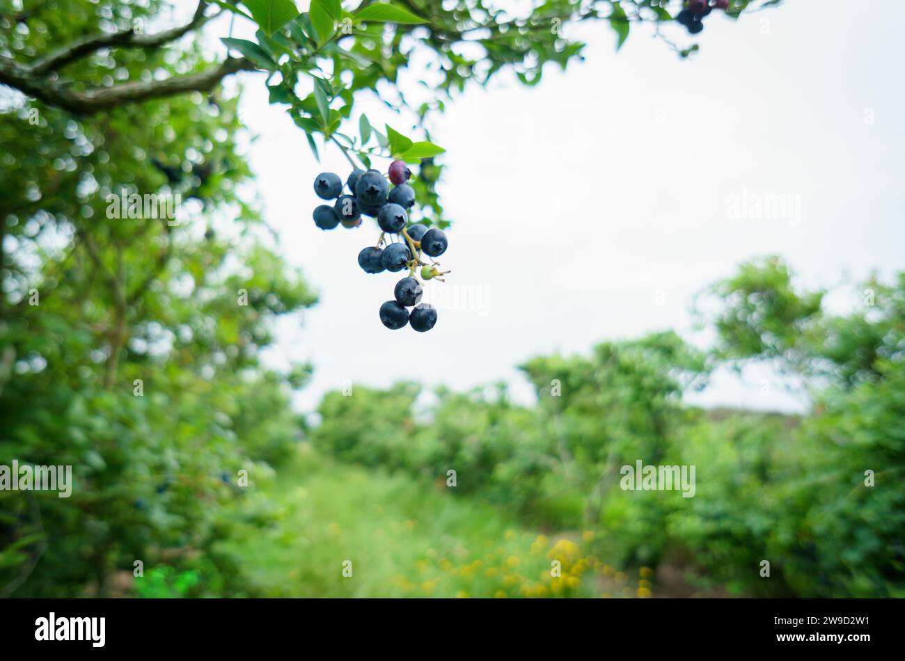 Reife Heidelbeeren auf der gesunden grünen Pflanze. Lebensmittelplantage - Blaubeerobstwiesen. Stockfoto