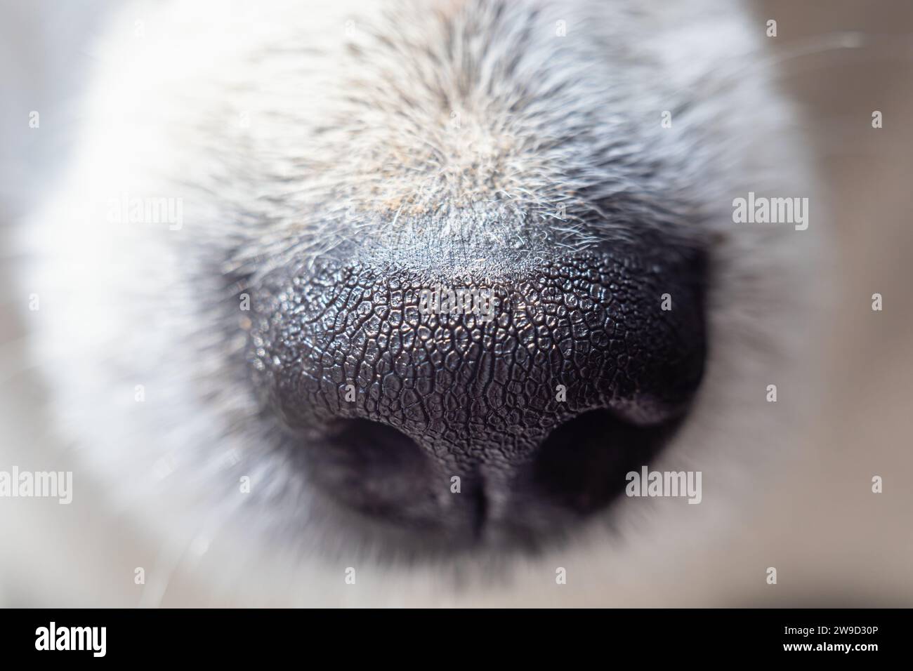 Hund Hund Hund Freund Nase Nahaufnahme. Stockfoto
