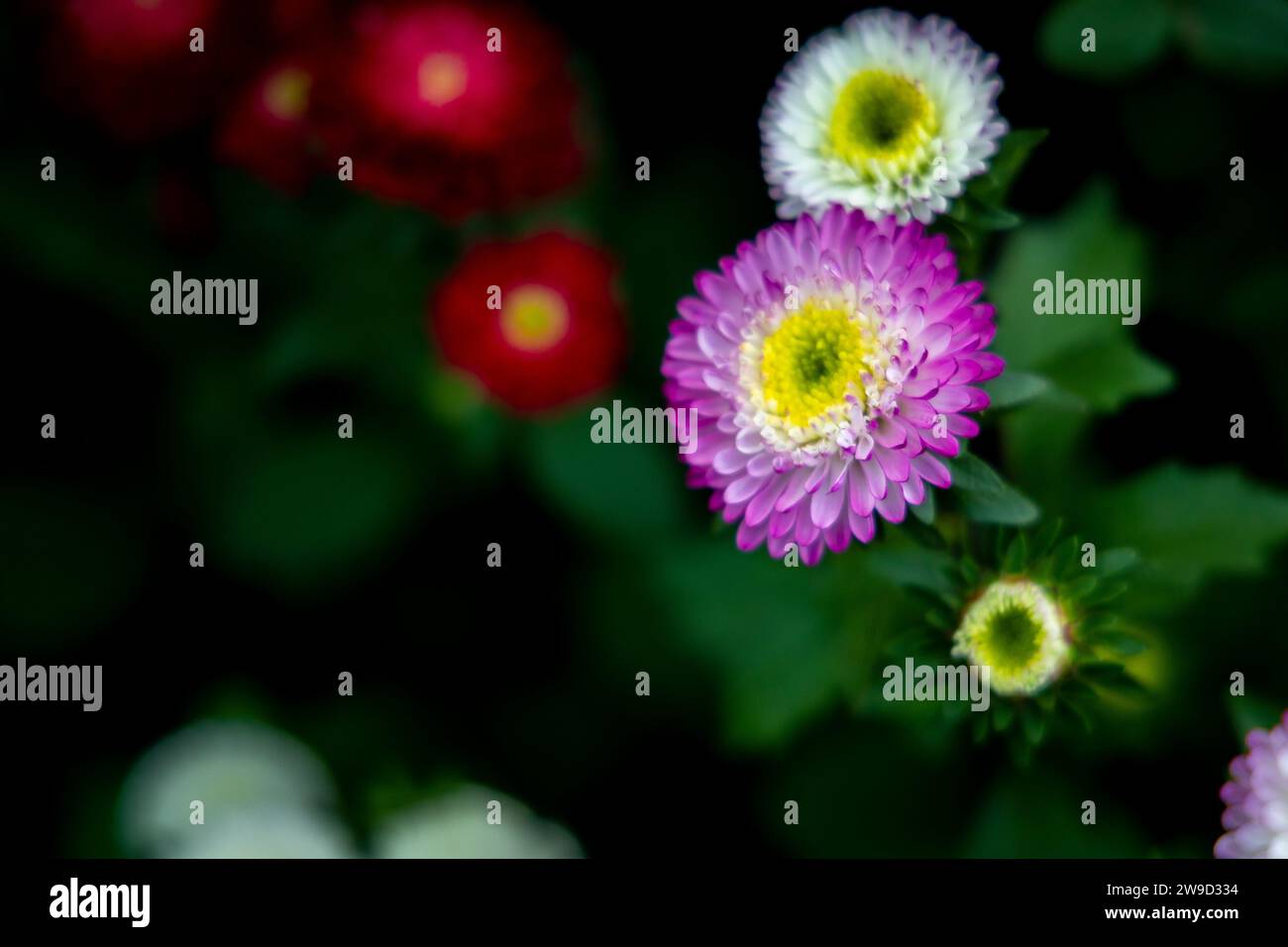 Jasminblume aus Wintergärten Stockfoto