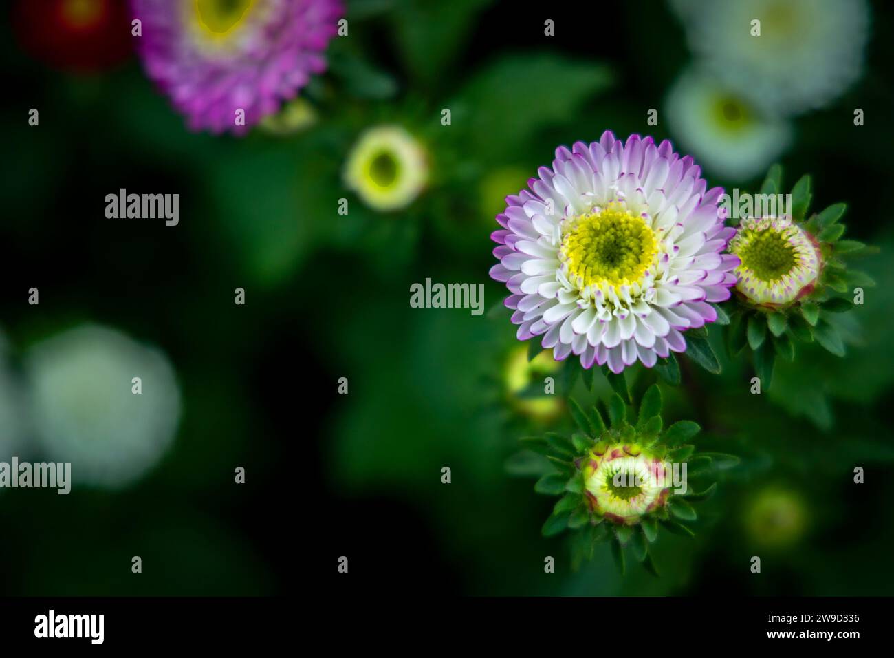 Jasminblume aus Wintergärten Stockfoto