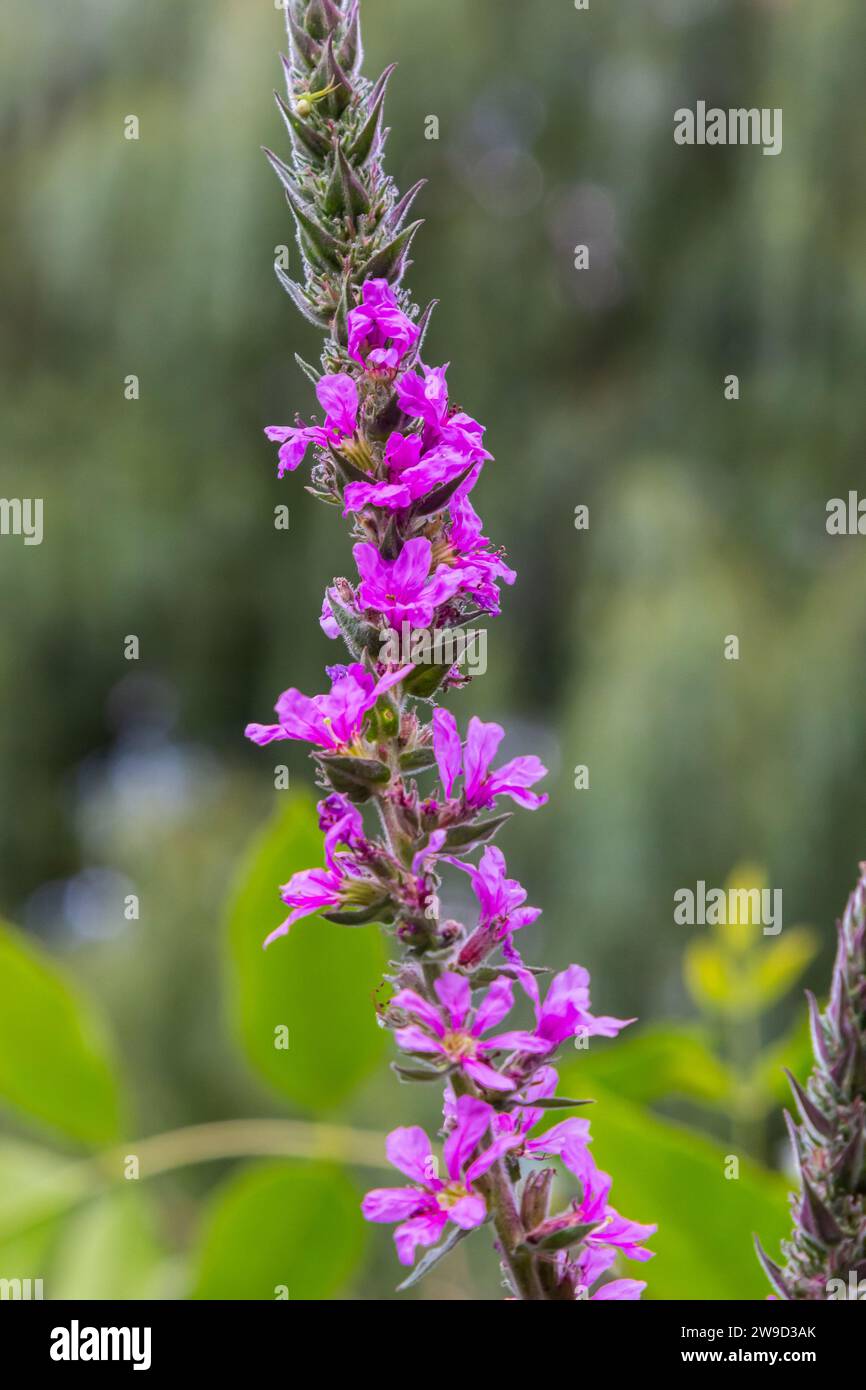 Lythrum salicaria - violettes Loosestrife, gespiktes Loosestrife, violettes Lythrum. Stockfoto