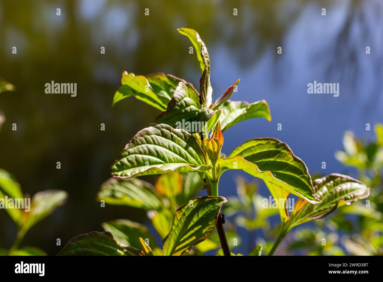 Dogwood Cornus sanguinea , Blatthintergrund, selektiver Fokus. Stockfoto