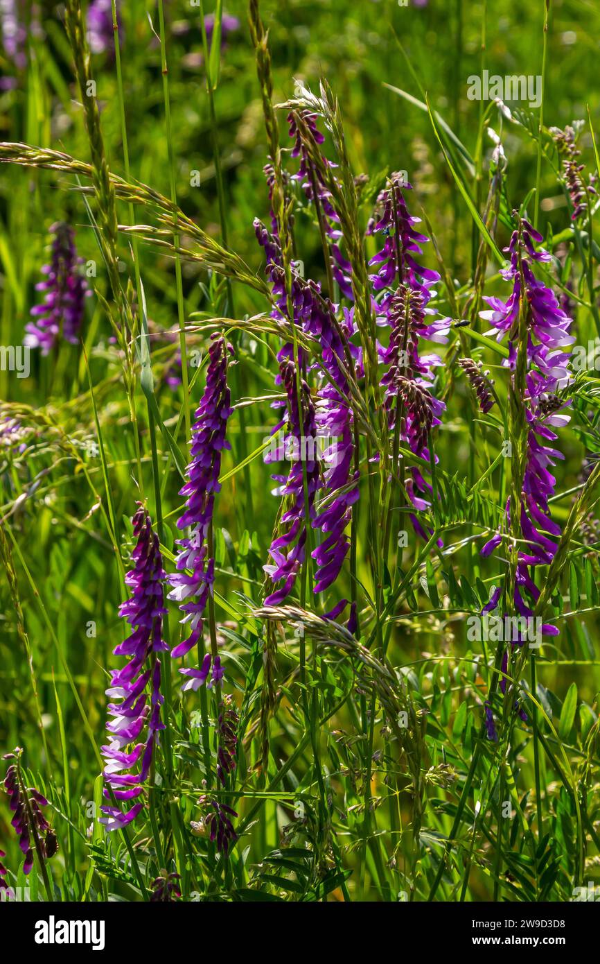 Wicken, vicia cracca wertvolle Honigpflanze, Futter und Heilpflanze. Zerbrechliche lila Blüten im Hintergrund. Wollblüte oder Futterwuchsblüte in Frühlingsgar Stockfoto