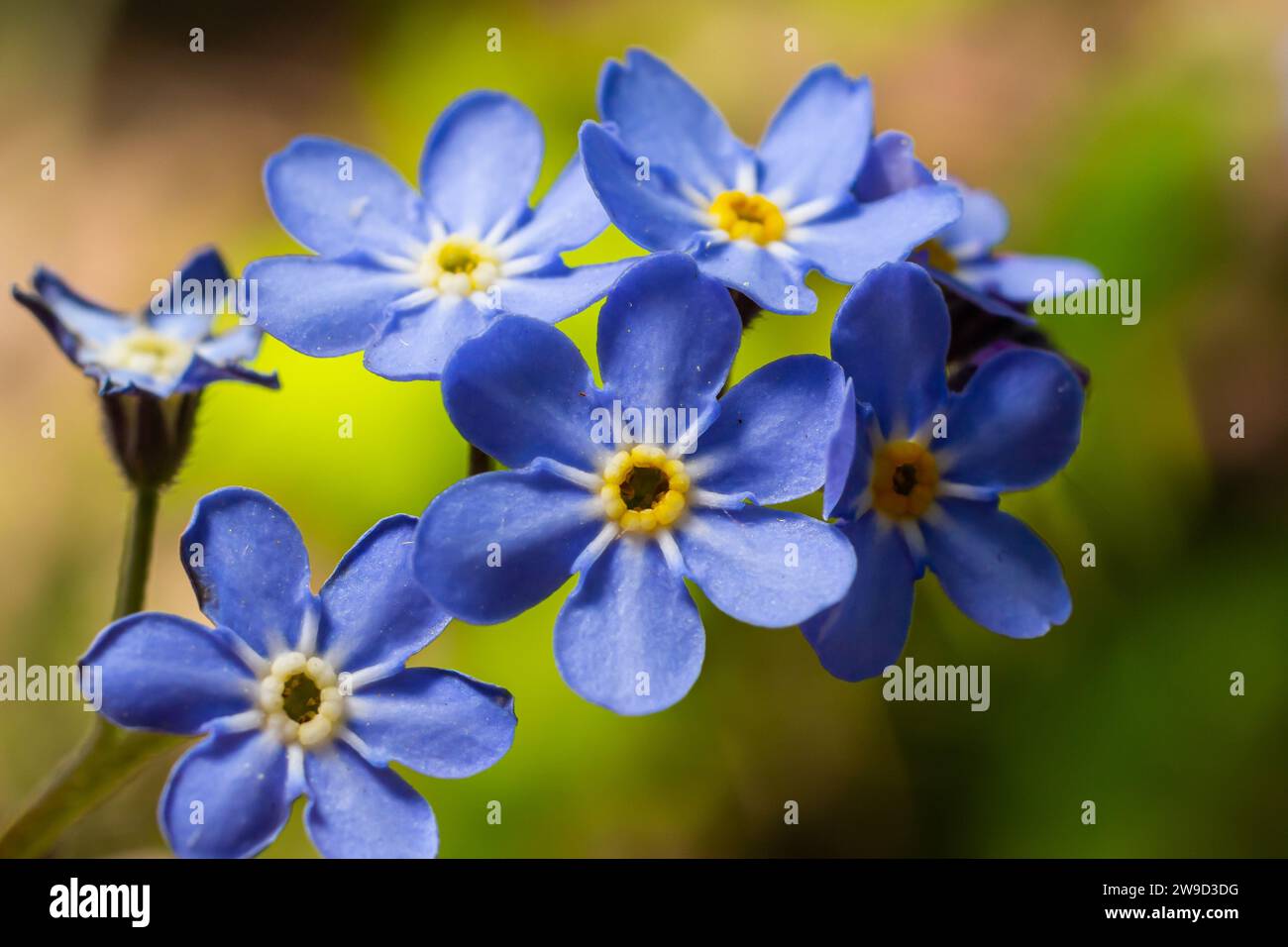 Blue Little Forget me Keine Blumen auf grünem Hintergrund an einem sonnigen Tag in der Frühlingsfotografie. Blühende Myosotis-Wildblumen mit blauen Blütenblättern Stockfoto