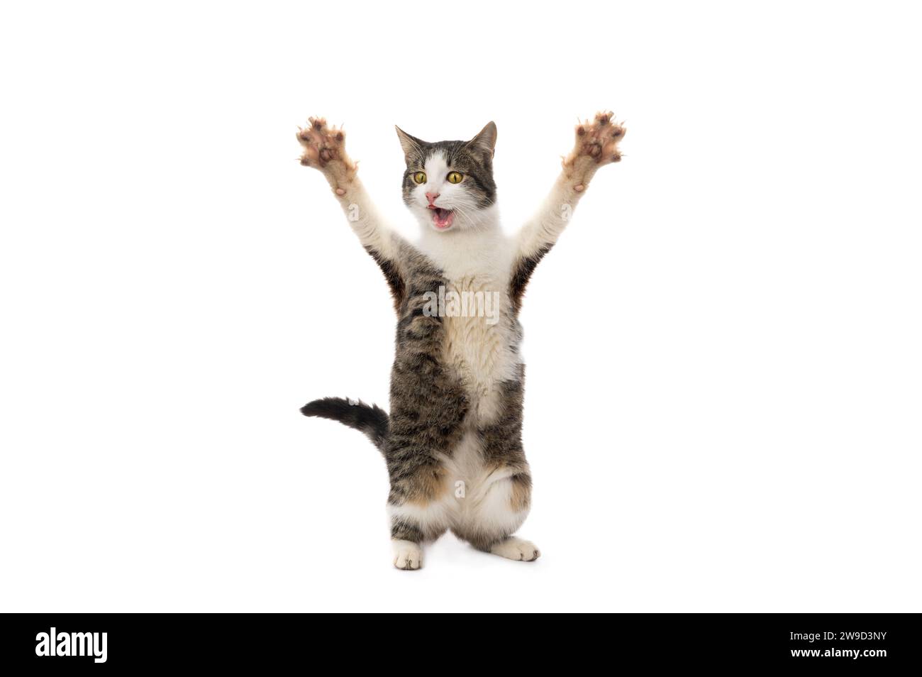Überraschte Katze steht auf ihren Hinterbeinen mit offenem Mund auf weißem Hintergrund Stockfoto