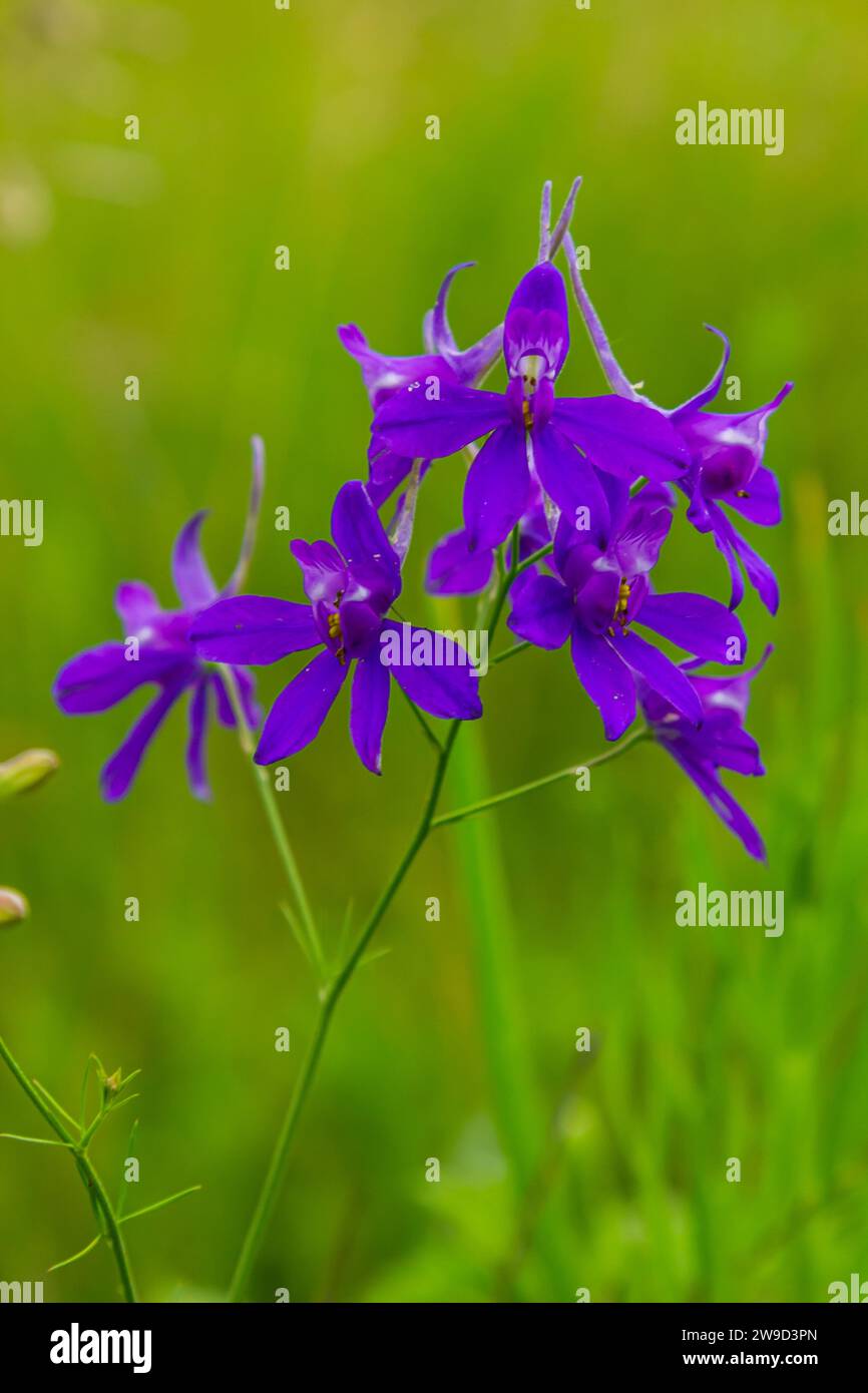 Wildes Delphinium oder Consolida Regalis, auch bekannt als Forking oder Raketenlarkspur. Feldlarkspur ist eine krautige Blütenpflanze der Butterblütenfamilie Ranun Stockfoto