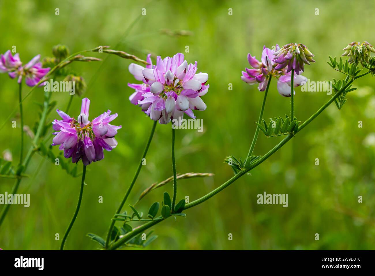 Securigera varia oder Coronilla varia, allgemein bekannt als Kronenvetch oder violetter Kronenvetch. Stockfoto