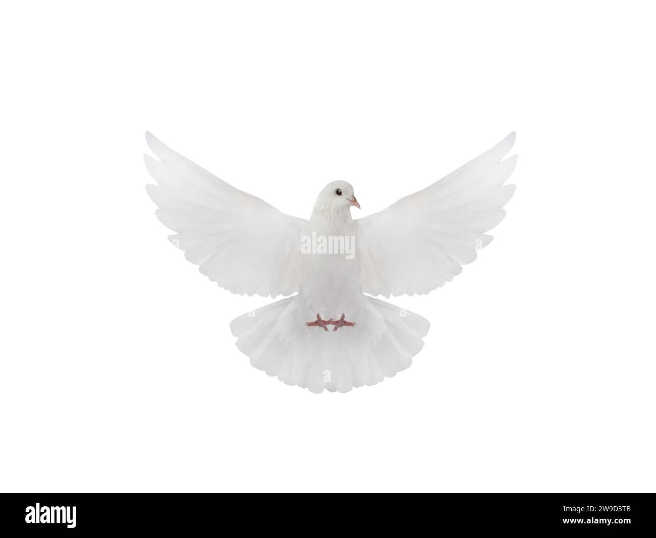 Frei fliegende weiße Taube, isoliert auf weißem Hintergrund Stockfoto