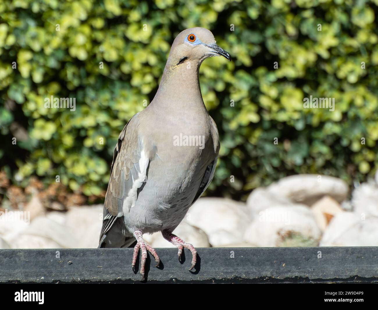 Eine Nahaufnahme einer weißen Taube auf einem Metallgeländer im warmen Sonnenlicht Stockfoto