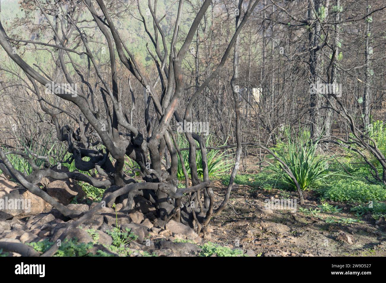 Verbrannte Büsche auf der Kanarischen Insel Teneriffa nach Waldbränden im Jahr 2023 Stockfoto