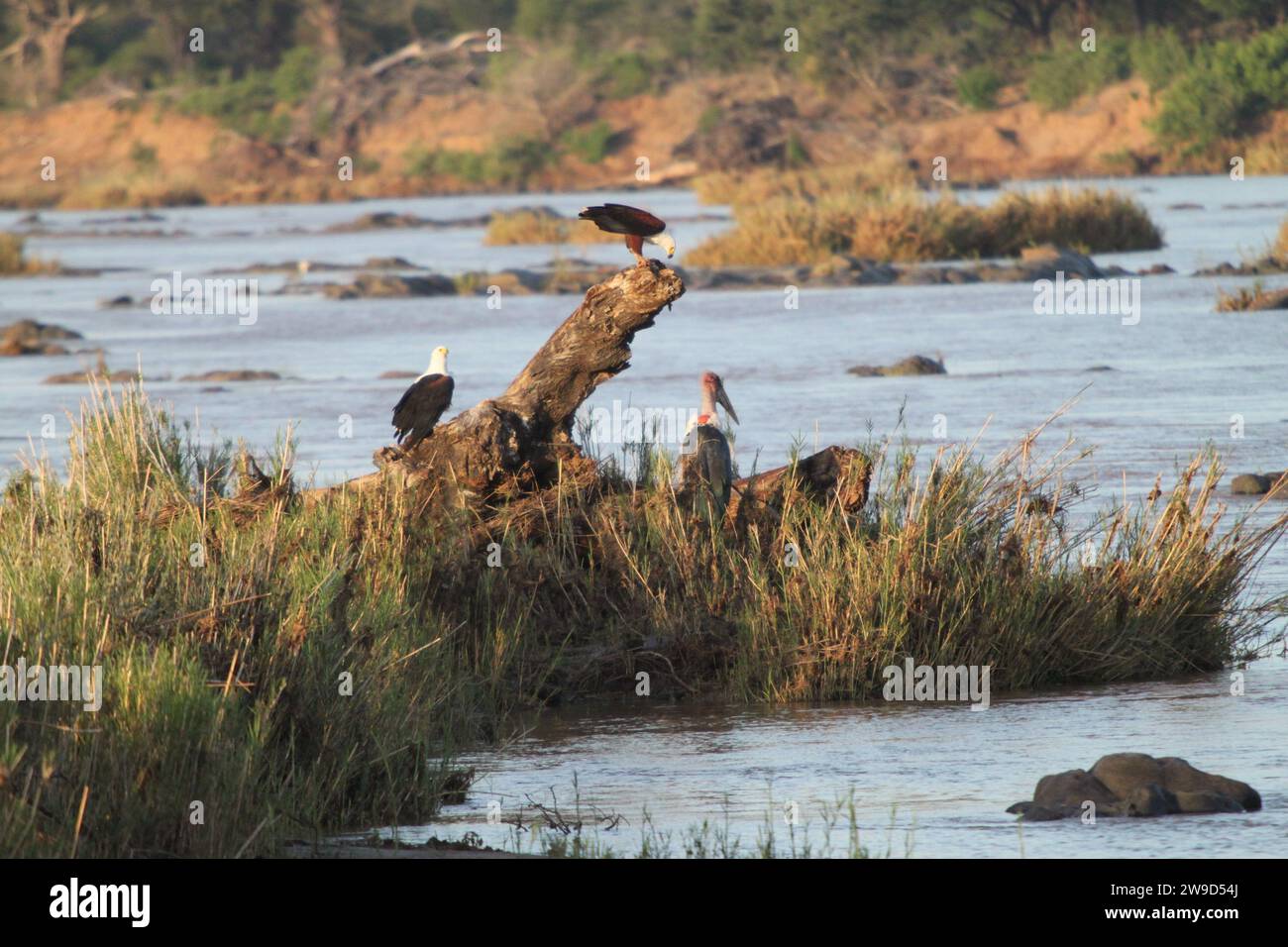 Eine Gruppe von Vögeln, die auf einem Treibholzstamm inmitten eines ruhigen Gewässers thronten. Stockfoto