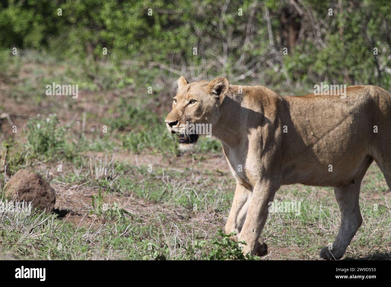 Ein königlicher Löwe streift über eine sonnendurchflutete Wiese in ihrem natürlichen Lebensraum. Stockfoto