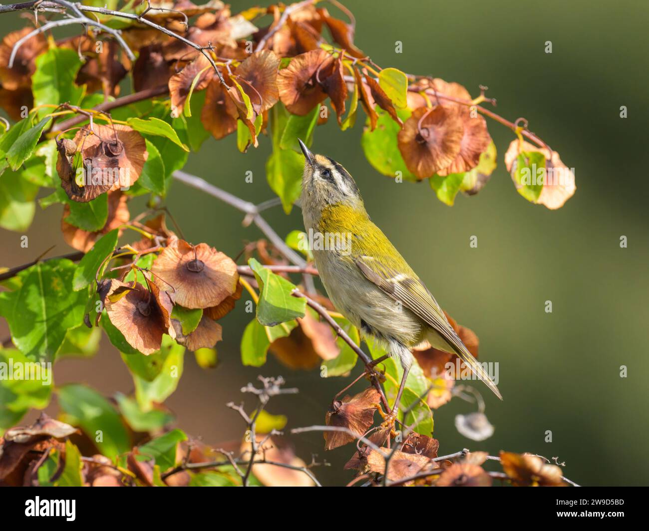 Ein gemeiner Firecrest, der auf einem Busch sitzt, sonniger Herbsttag in Cres (Kroatien) Stockfoto