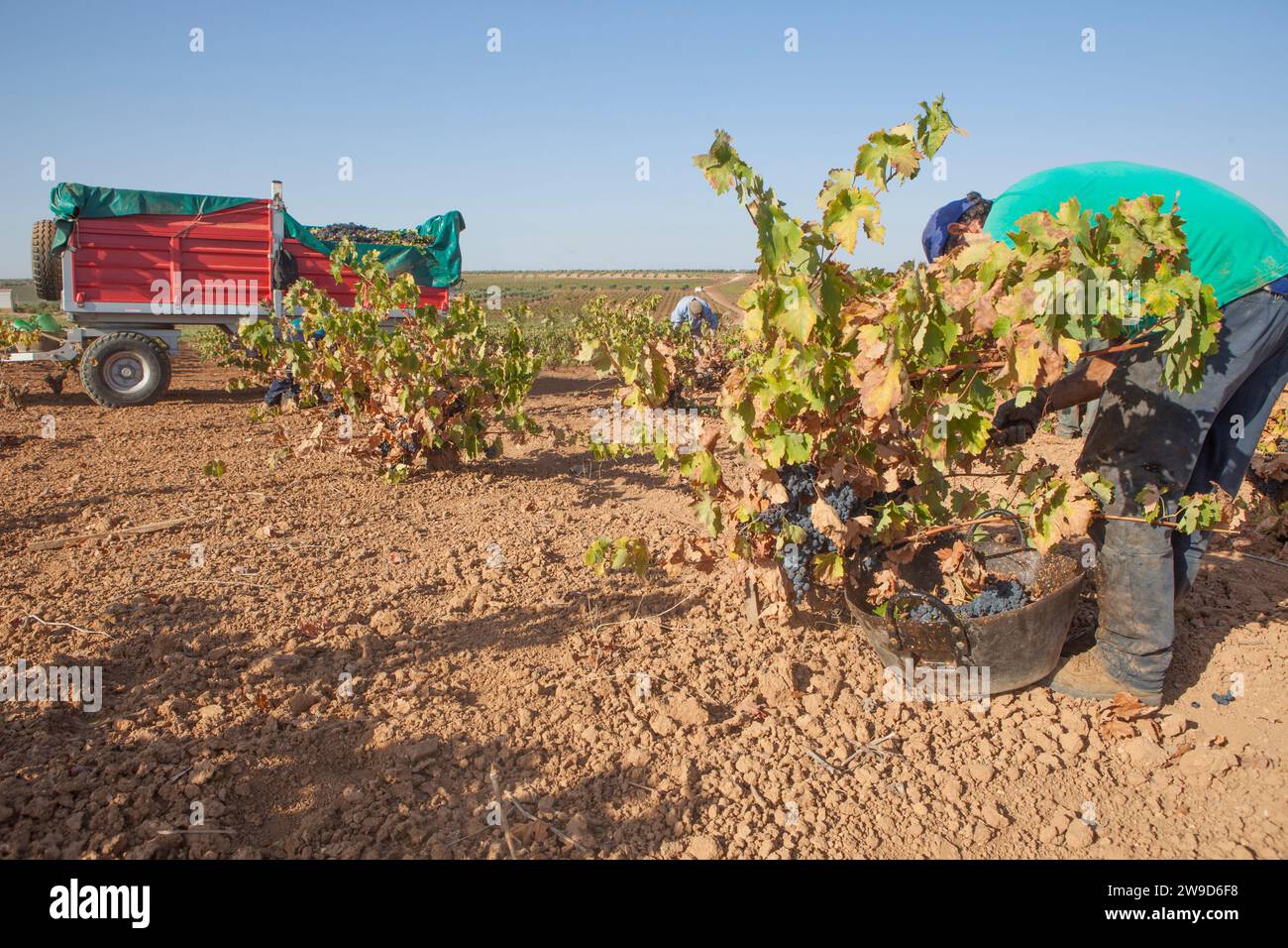 Weinanbauwagen während der Erntezeit. Maschinen zum Transport von handverlesenen Trauben Stockfoto