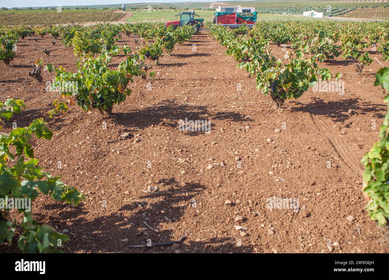 Weinbautraktor in Betrieb während der Erntesaison. Maschinen zum Transport von handverlesenen Trauben Stockfoto