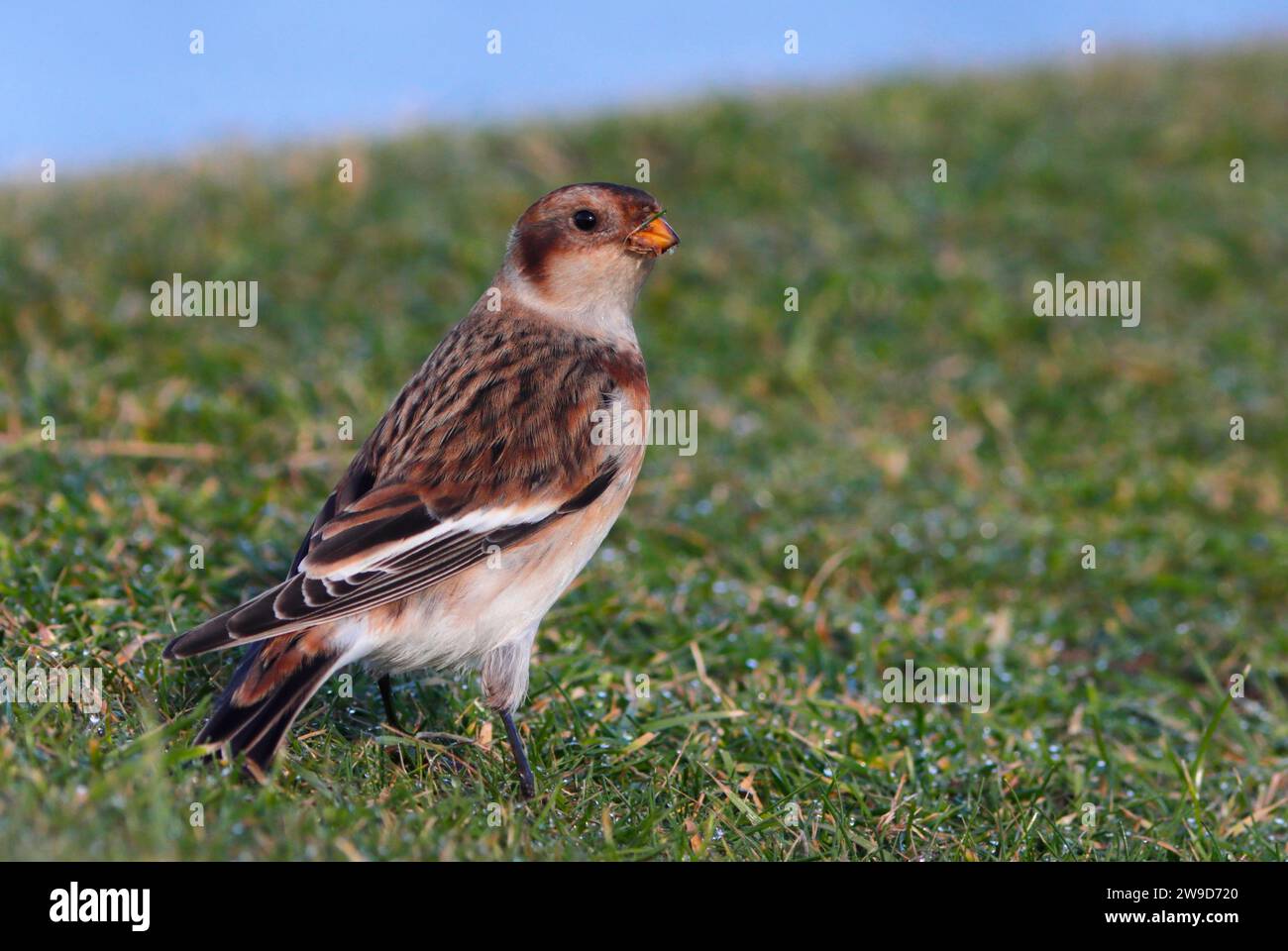 SNOW BUNTING, GROSSBRITANNIEN. Stockfoto