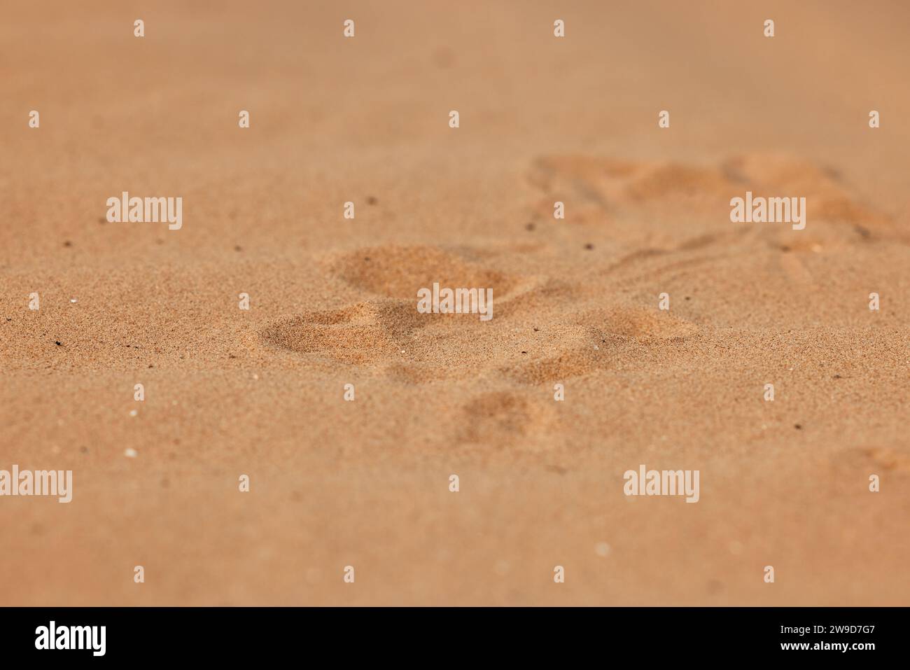 Krötenkopf-Agama Phrynocephalus mystaceus, gräbt sich in der natürlichen Umgebung in den Sand. Ein lebendiger Drache der Wüste aus nächster Nähe. Unglaublich Stockfoto