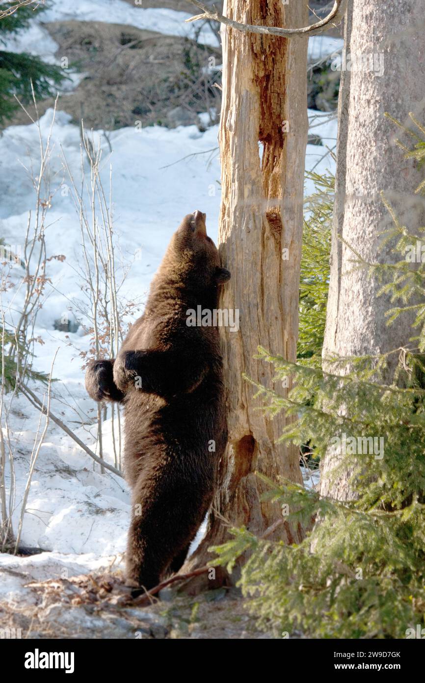Bär kratzt sich den Rücken an einem Baum DEUTSCHLAND URKOMISCHE Bilder von eurasischen Braunbären, die im Schnee Rollen und miteinander spielen, wurden erfasst Stockfoto
