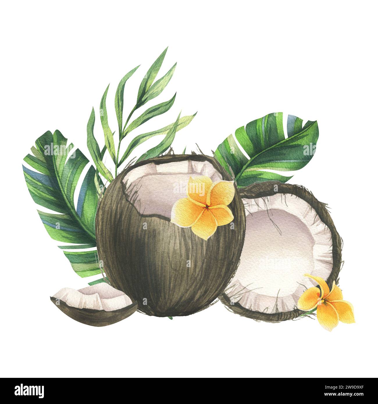 Kokosnüsse ganz, Hälften und Stücke mit hellen, grünen, tropischen Palmenblättern und gelben Plumerieblättern. Handgezeichnete Aquarellillustration. Vorgefertigt Stockfoto