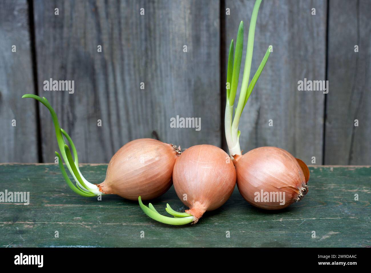 Drei gelbe Zwiebelzwiebeln mit grünen Sprossen auf hölzernem Hintergrund. Gekeimte Zwiebeln zum Pflanzen im Frühjahr. Gemüsestillleben. Kopierbereich Stockfoto