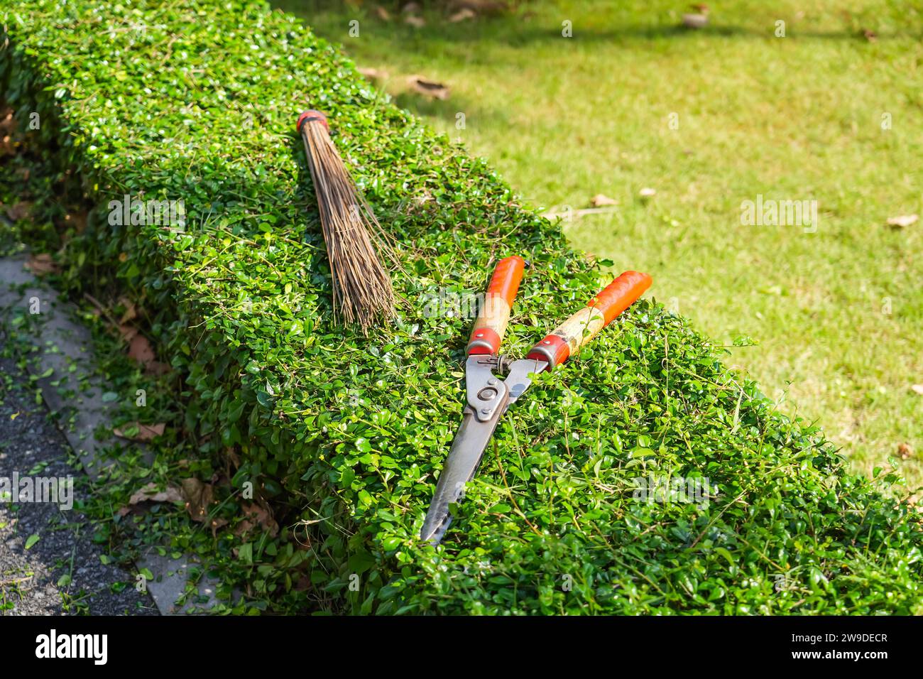 Schere liegen auf Heckenbüschen Stockfoto