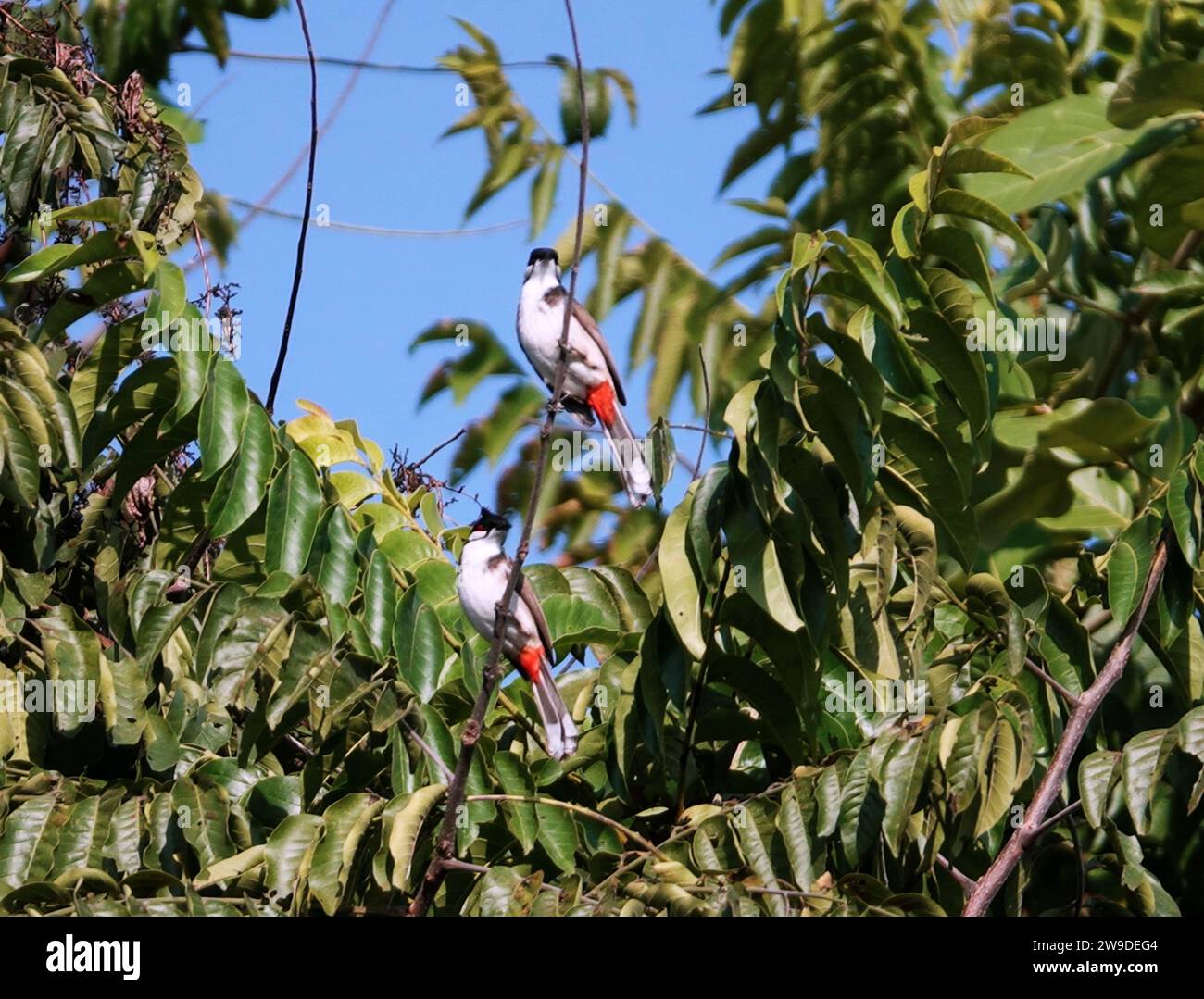 Einige Vögel hockten auf einem Baumzweig vor einem Hintergrund von üppig grünem Laub Stockfoto
