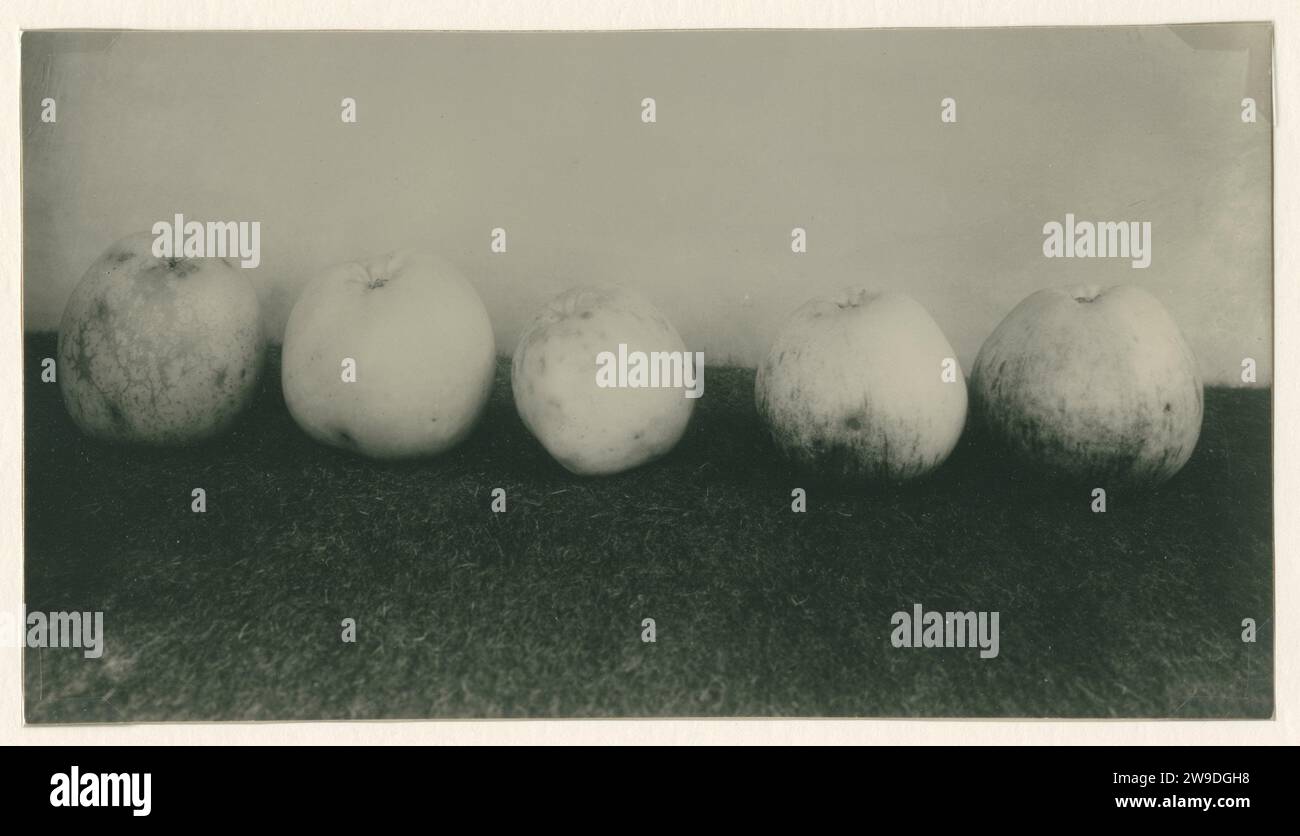 Stillleben mit fünf Äpfeln, 1900 - 1930 Foto niederländisches Papier. Fotografischer Träger Gelatinedruck Stockfoto