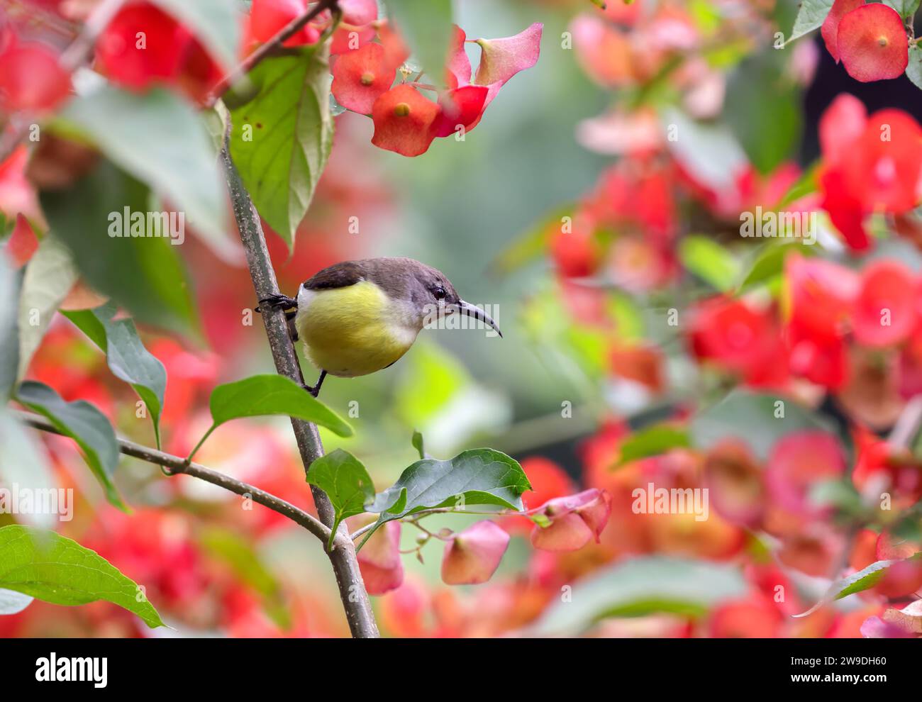Violetter sunbird (weiblich). Dieses Foto wurde aus Bangladesch aufgenommen. Stockfoto