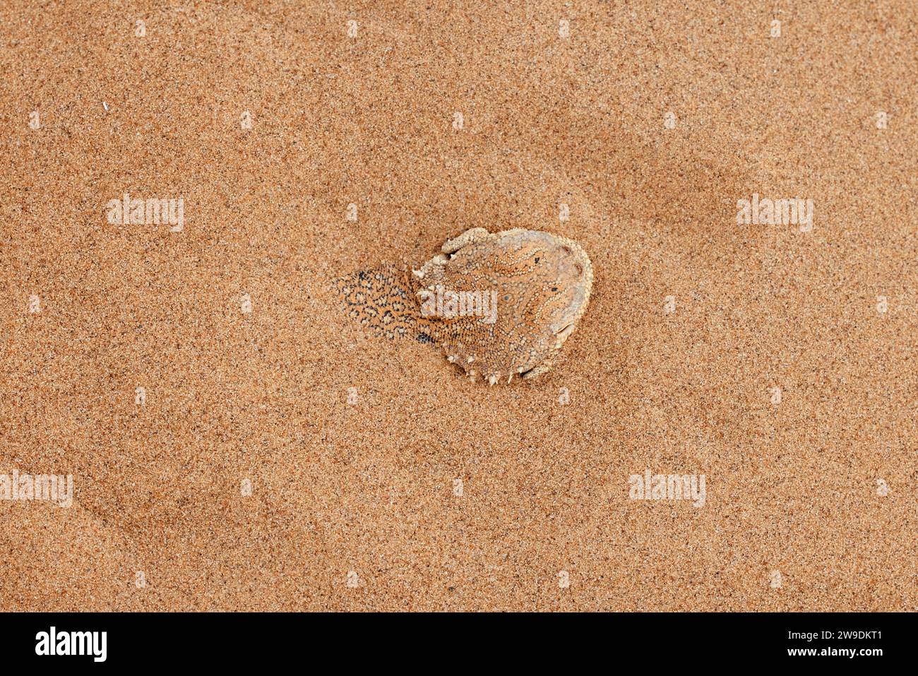 Krötenkopf-Agama Phrynocephalus mystaceus, gräbt sich in der natürlichen Umgebung in den Sand. Ein lebendiger Drache der Wüste aus nächster Nähe. Unglaublich Stockfoto