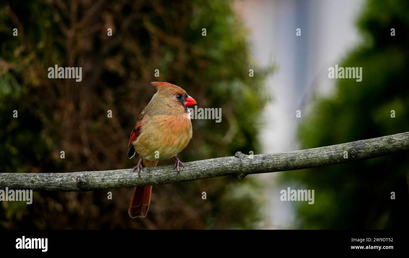 Nördliches Kardinalweibchen sitzt auf einem Zweig Stockfoto
