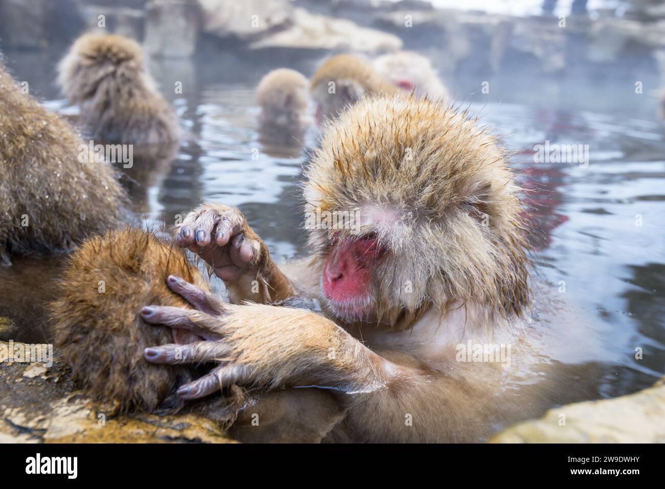 Makaken baden und pflegen in heißen Quellen im Jigokudani Park, Nagano, Japan. Stockfoto