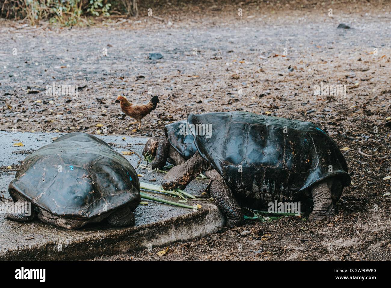 Zwei riesige Galapagos-Schildkröten essen grüne Pflanzen auf Isla Isabela, Galapagos, Ecuador, und zeigen ihr Fütterungsverhalten und ihre einzigartigen Texturen. Stockfoto