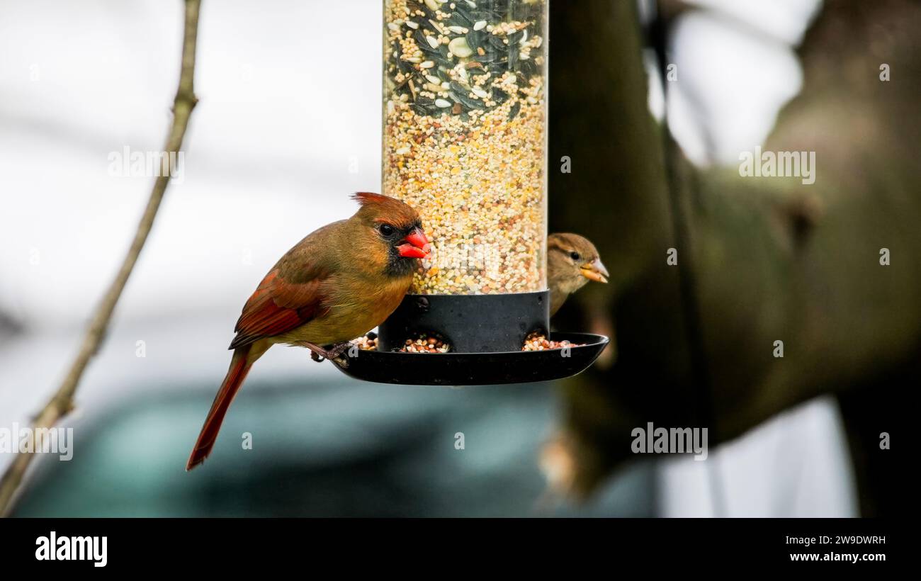 Nördliches Kardinalweibchen und Spatzen sitzen auf Vogelfutter Stockfoto