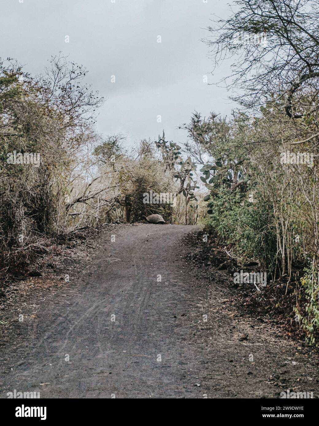 Galápagos Riesenschildkröte auf einem unbefestigten Weg inmitten üppiger Vegetation auf Isla Isabela, Galapagos, Ecuador Stockfoto