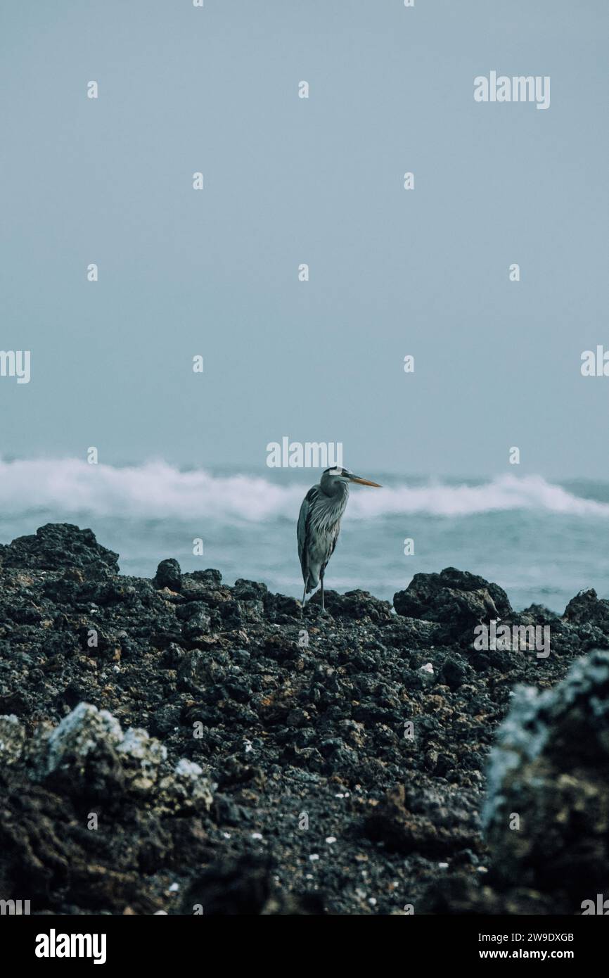 Ein großer blauer Reiher, der auf felsigem Gelände mit den Meereswellen im Hintergrund auf Tintoreras, Isla Isabela, Galapagos-Inseln, Ecuador steht Stockfoto