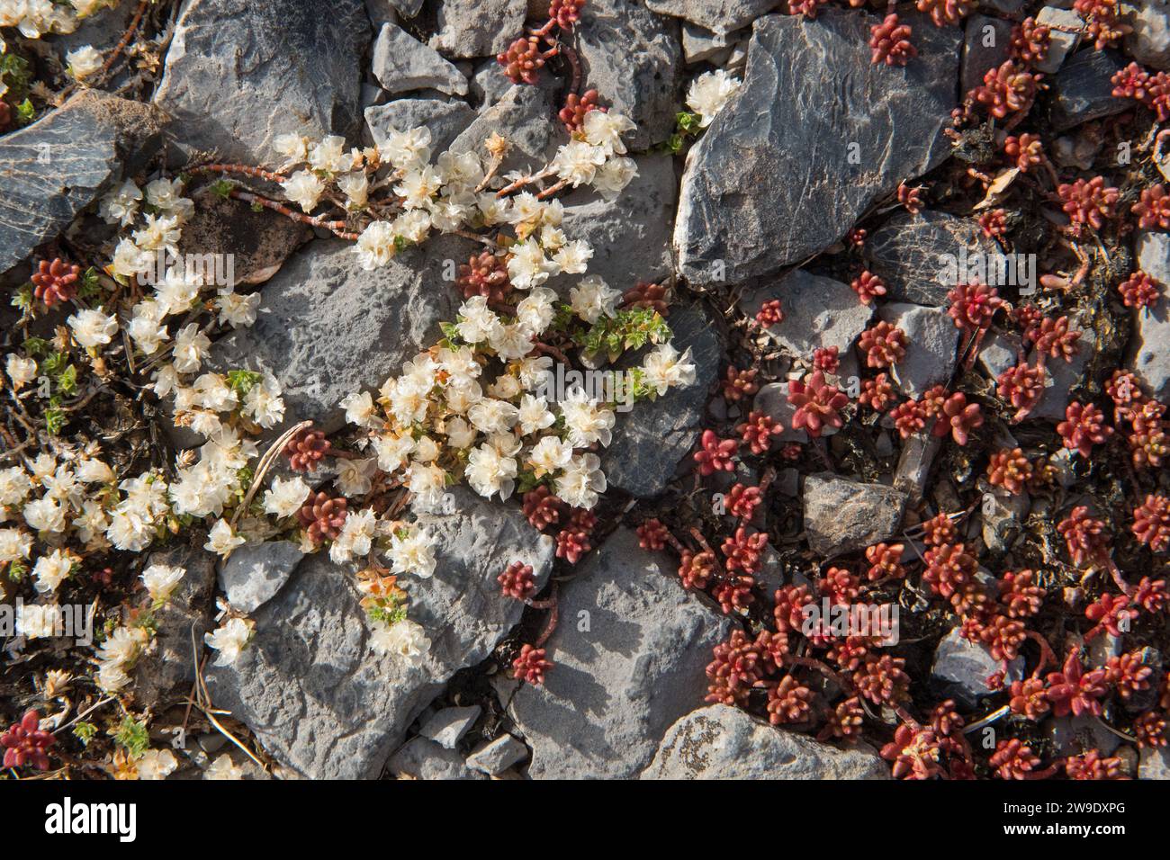 Nagelkraut, Paronychia kapela und Azure Stonecrop, Sedum caeruleum, wachsen auf einem Felsen Stockfoto