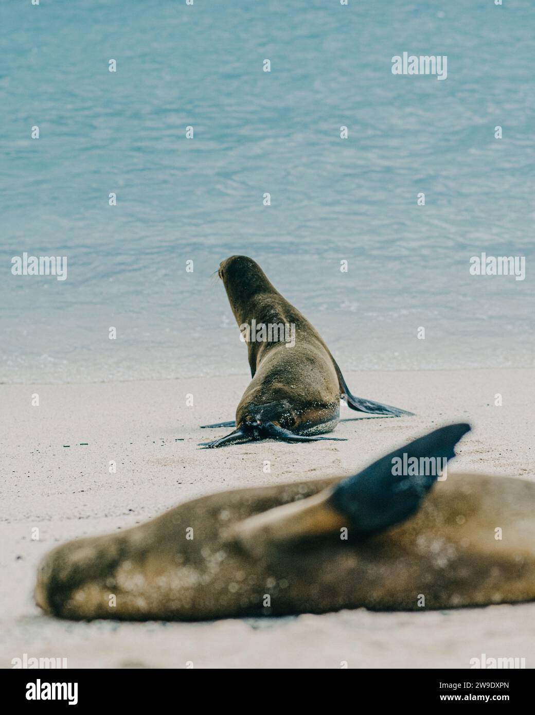 Seelöwen entspannen am Strand von San Cristobal, Galapagos, Ecuador Stockfoto