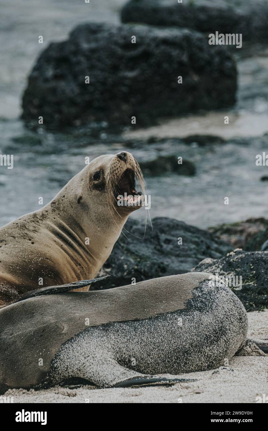 Seelöwen interagieren in den Gewässern von San Cristobal, Galapagos, Ecuador. Stockfoto