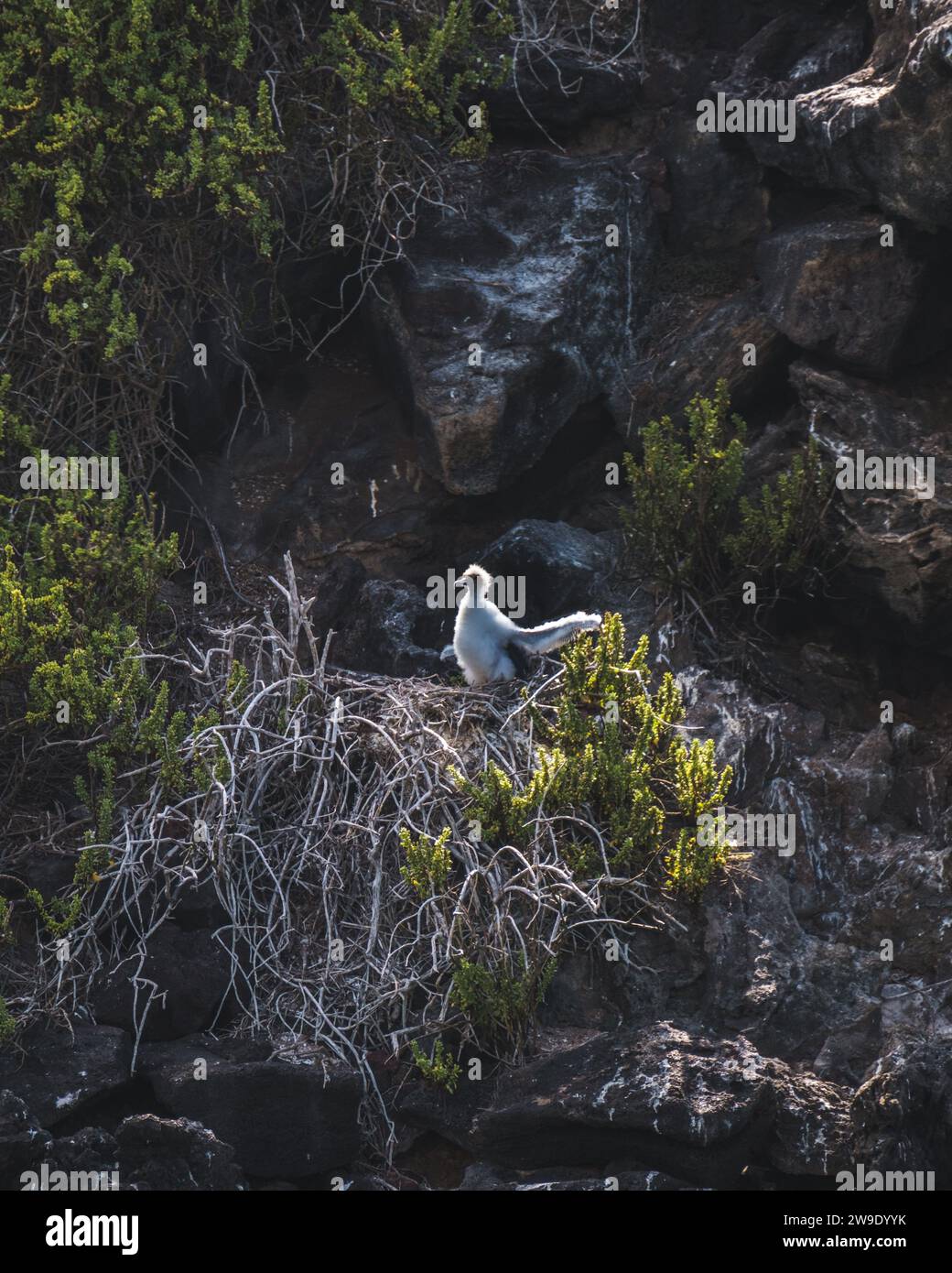 Rotfuß-Jungvögel auf Punta Pitt, Galapagos Stockfoto