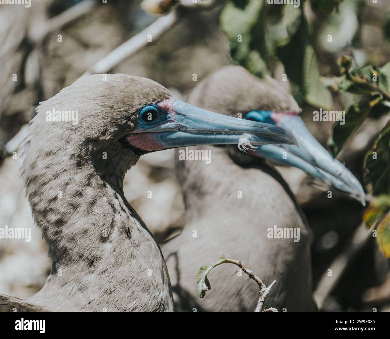 Rotfußbooby in Punta Pitt, San Cristobal, Galapagos Islands Stockfoto