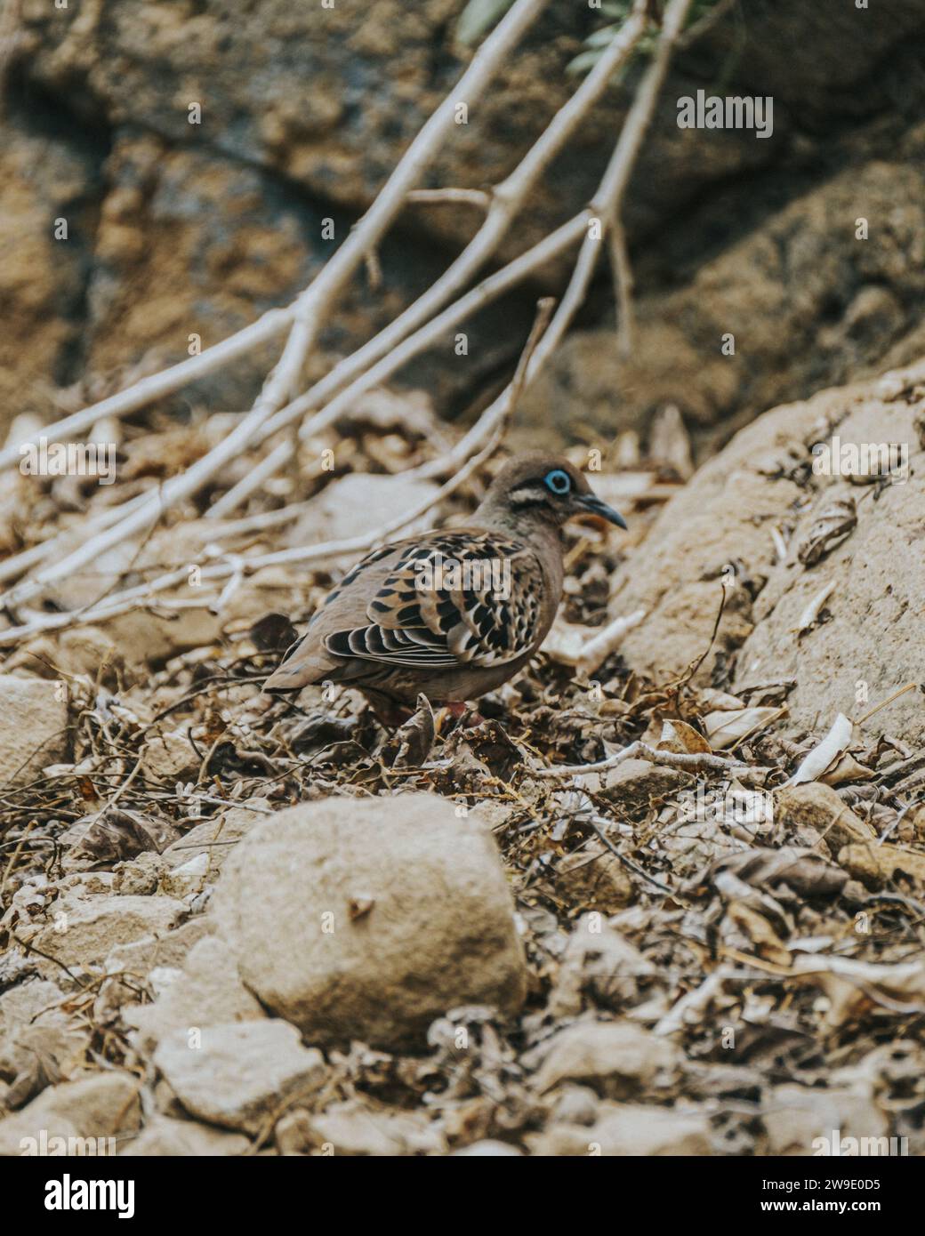 Nahaufnahme einer Galapagos-Taube, die auf den Galapagos-Inseln in Ecuador auf der Suche ist Stockfoto