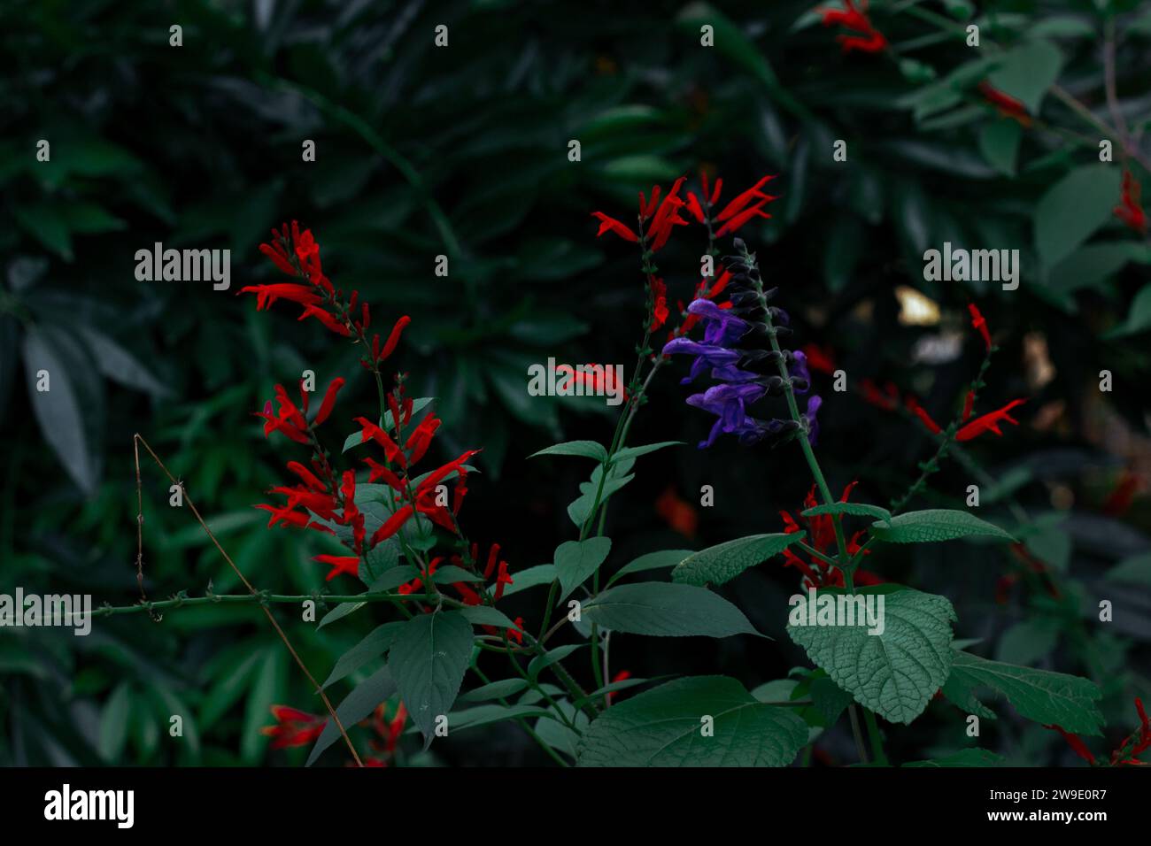 Brasilianische Anisesage. Salvia guaranitica auf grünem Hintergrund. Winzige violette und rote Blumen im schattigen Garten. Kleine Blütenknospen. Staudenpflanzen blühen. Stockfoto